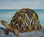 Nr 3 - The Radiated Tortoise (2021) Nr 3 - The Radiated Tortoise (2021)