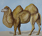 Nr 4 - The Bactrian Camel (2021) Nr 4 - The Bactrian Camel (2021)