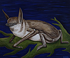 Nr 5 - The NewZealand Lesser Short Tailed Bat (2021) Nr 5 - The NewZealand Lesser Short Tailed Bat (2021)