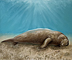 Nr 6 - The Dugong (2021) Nr 6 - The Dugong (2021)