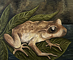 Nr 8 - The Hamilton's Frog (2022) Nr 8 - The Hamilton's Frog (2022)
