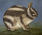 Nr 9 - The Sumatran Striped Rabbit (2022) Nr 9 - The Sumatran Striped Rabbit (2022)