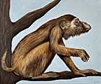 Nr 10 - The Southern Pig Tailed Macaque (2022) Nr 10 - The Southern Pig Tailed Macaque (2022)